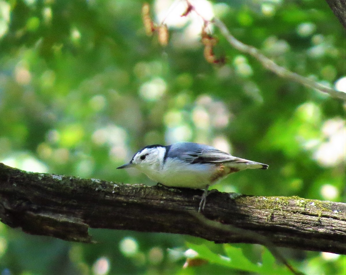White-breasted Nuthatch - ML264739441