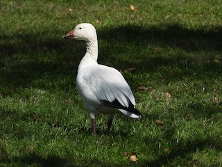 Snow Goose, ML264740361