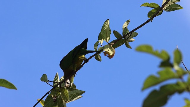 Olive-throated Parakeet - ML264743261