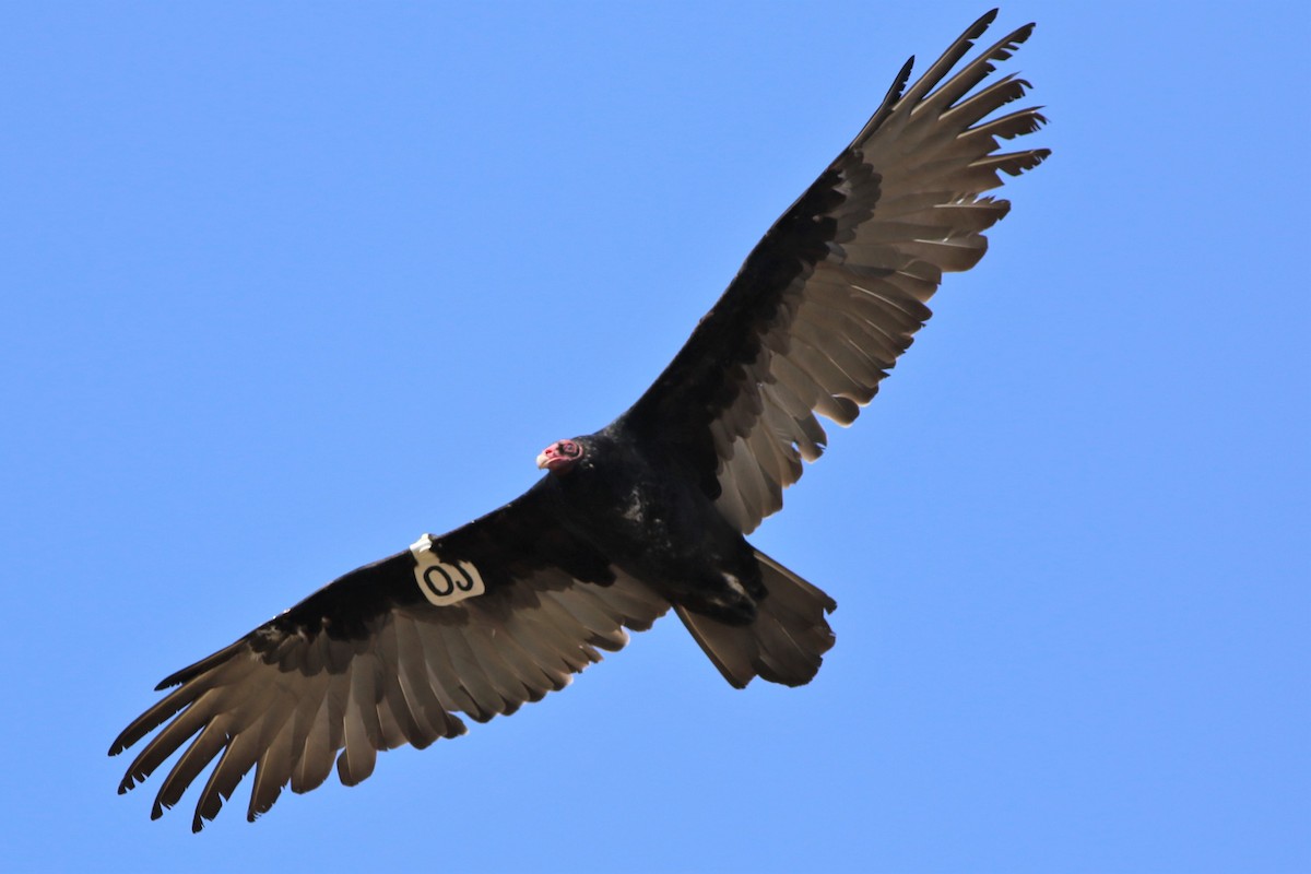 Turkey Vulture - ML264743531
