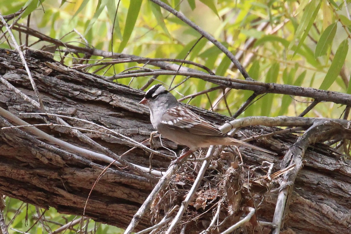White-crowned Sparrow - ML264748141