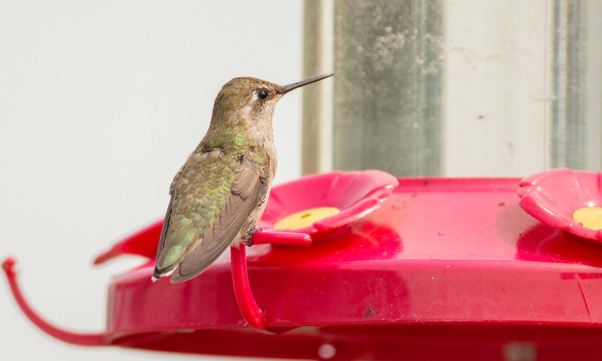 hummingbird sp. - ML264748561