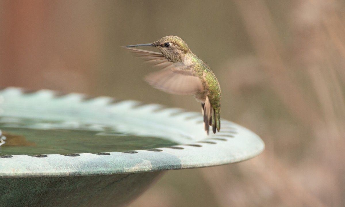Anna's Hummingbird - ML264749601
