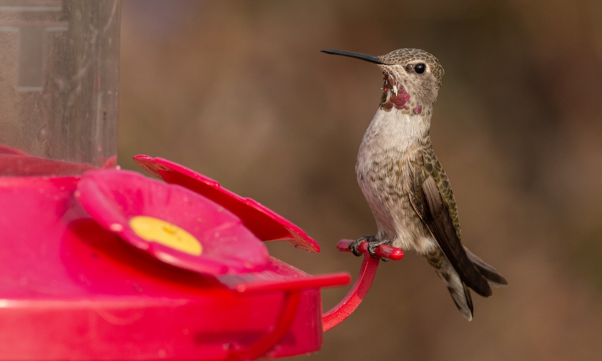 Anna's Hummingbird - ML264751391