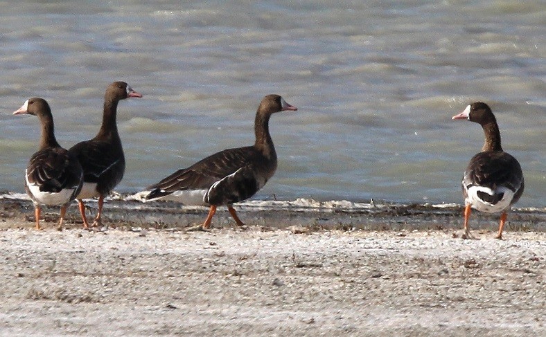 Greater White-fronted Goose - Nancy Silver