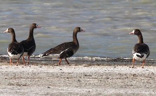 Greater White-fronted Goose, ML264753071