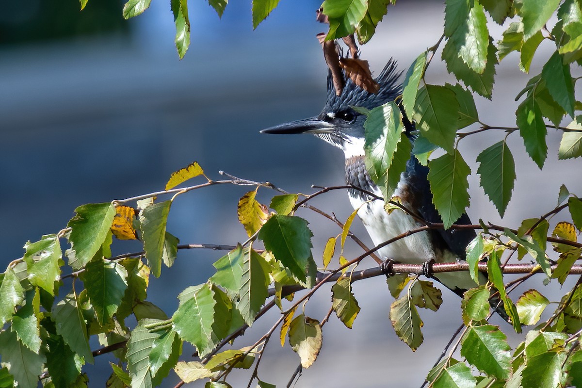 Belted Kingfisher - ML264755031