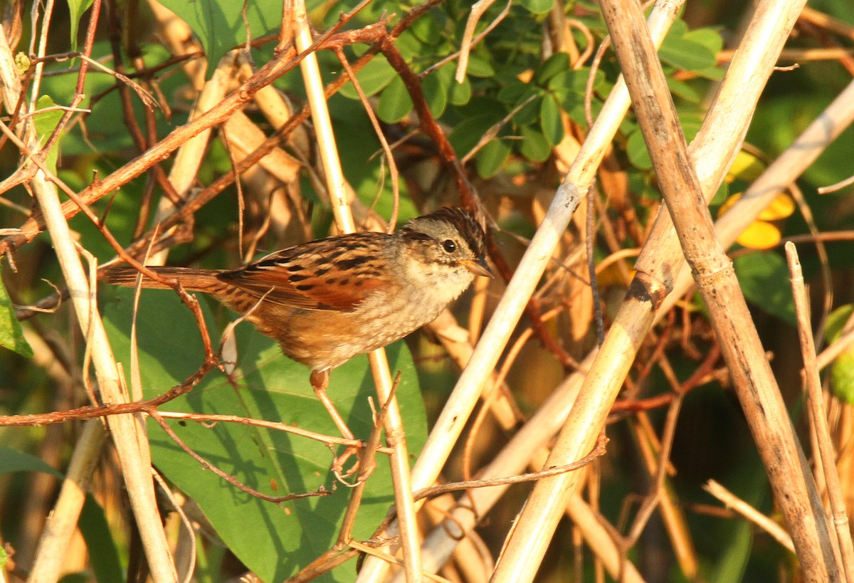 Swamp Sparrow - Thomas Smith