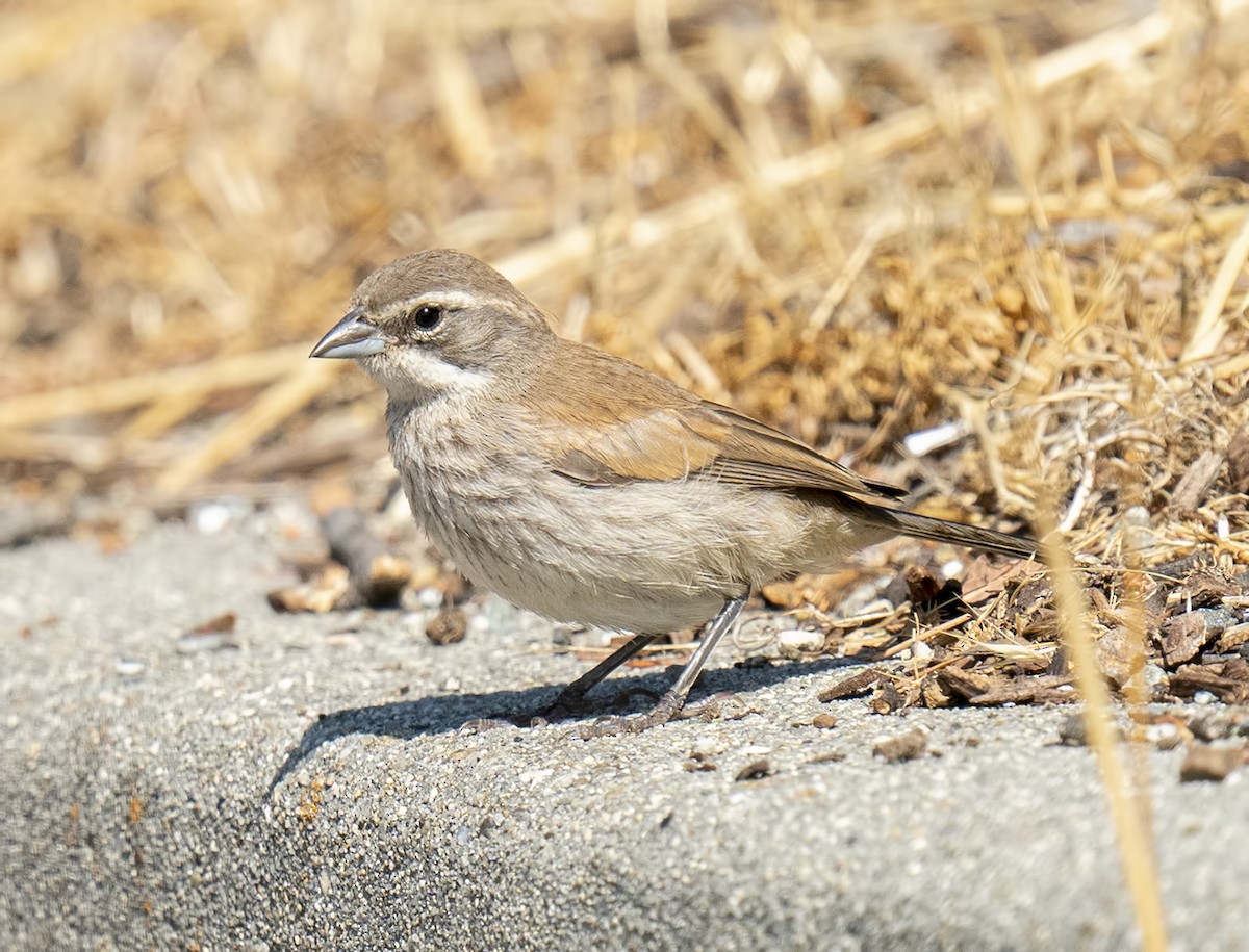 Black-throated Sparrow - Gail  West