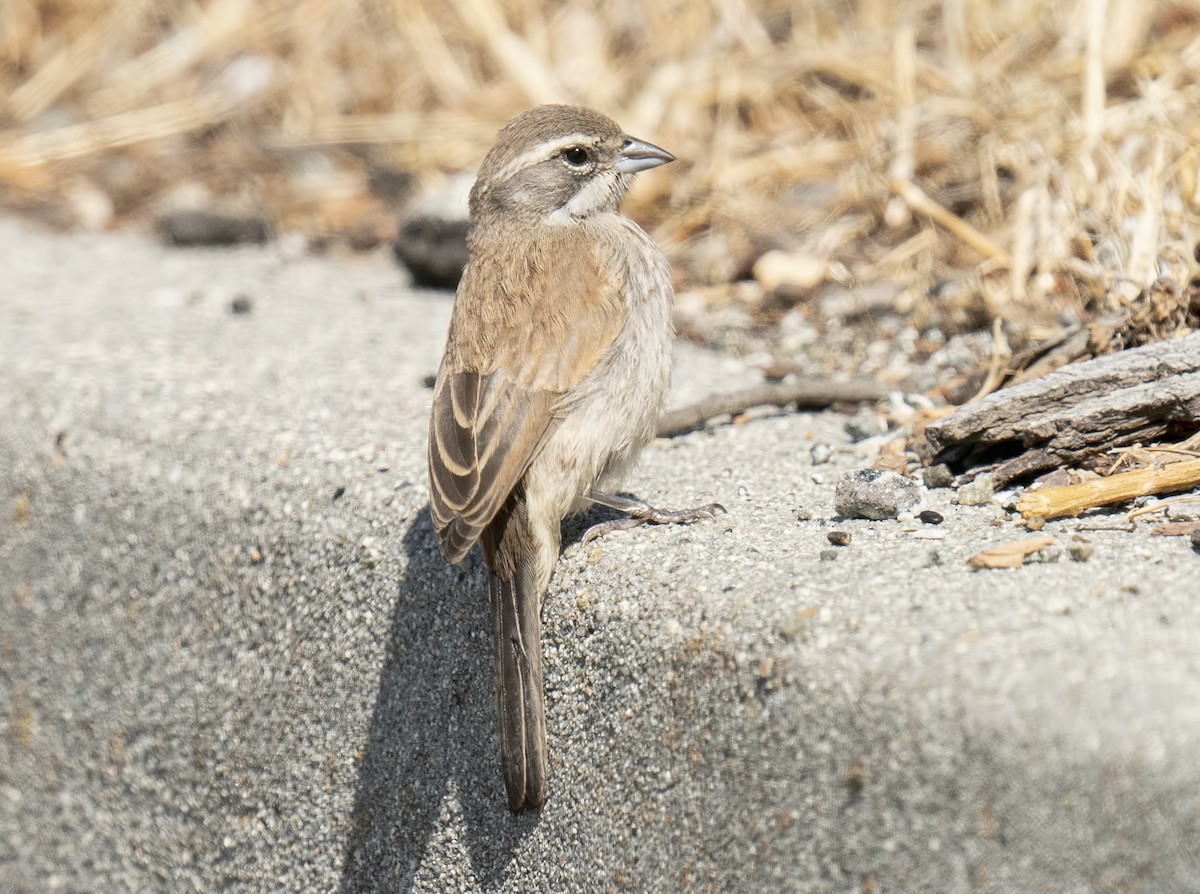 Black-throated Sparrow - ML264759281