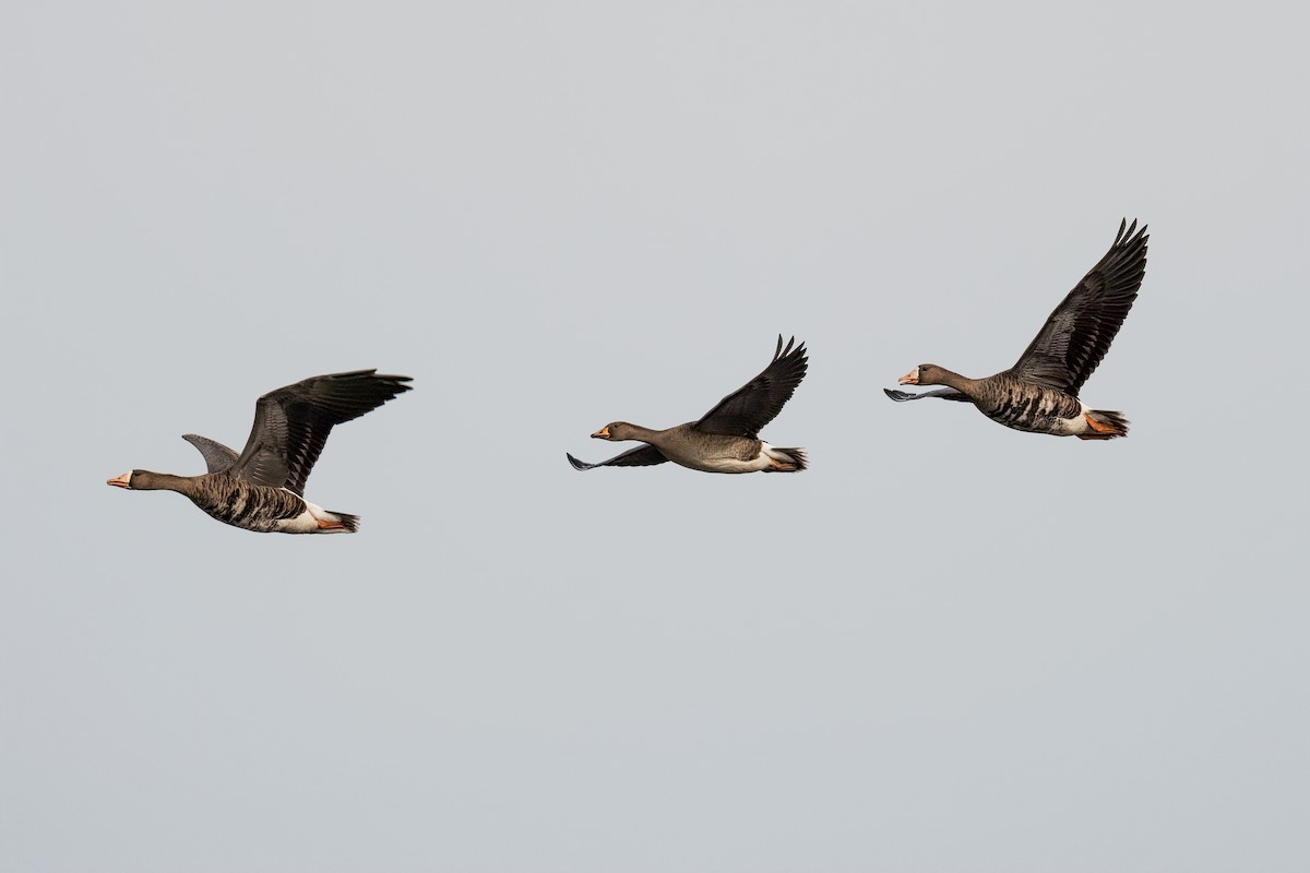 Greater White-fronted Goose - Bob Bowhay