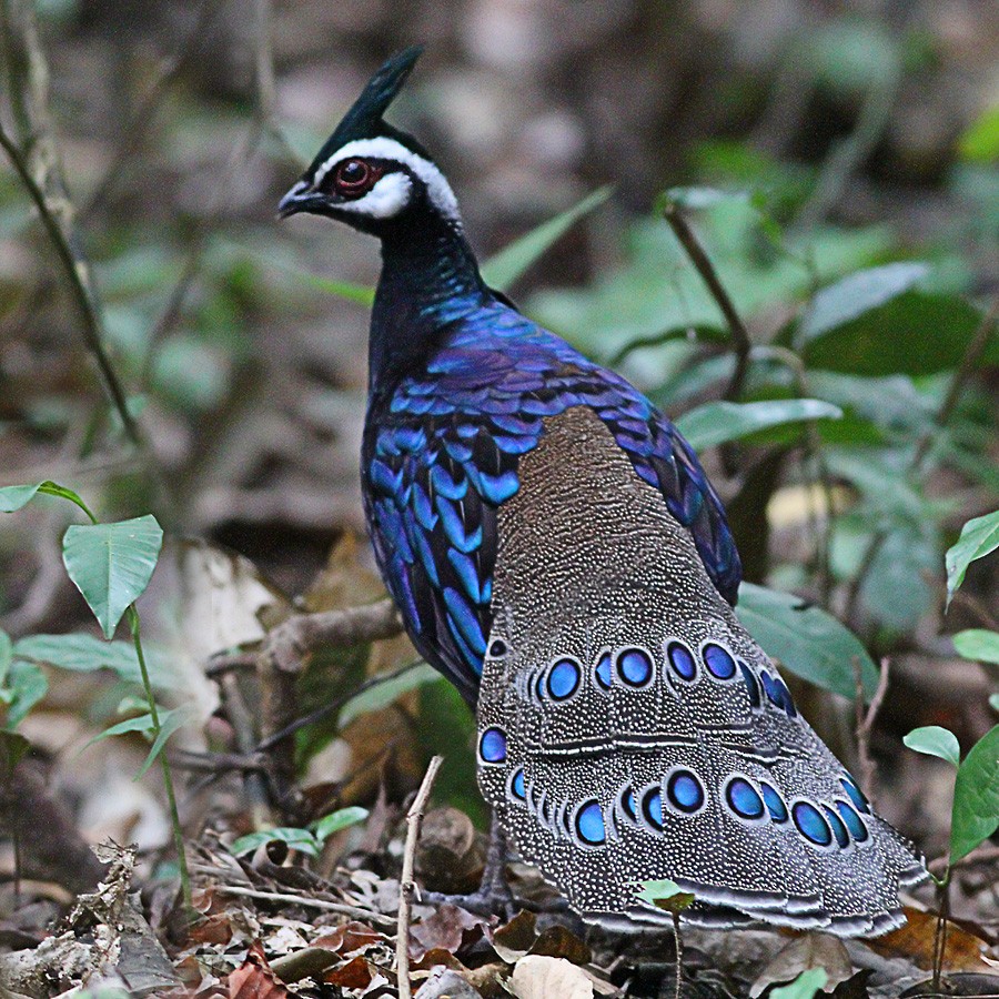 Palawan Peacock-Pheasant - ML264766761