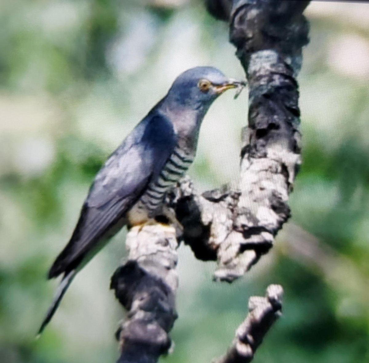Indian Cuckoo - biswajit singha