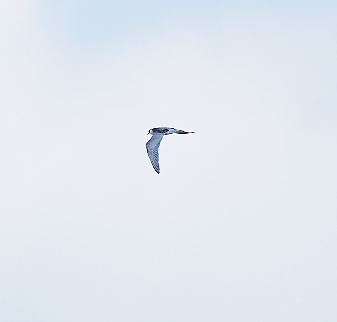 White-winged Tern - Steven Cheong