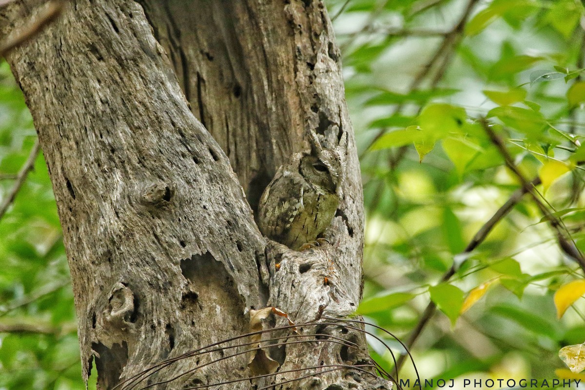 Indian Scops-Owl - Manoj raj  urs 🦉