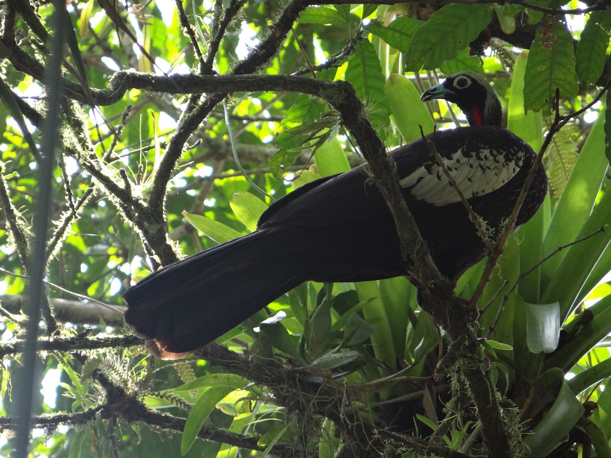 Black-fronted Piping-Guan - ML264790331