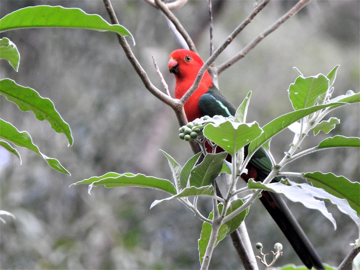 Australian King-Parrot - David Eddington