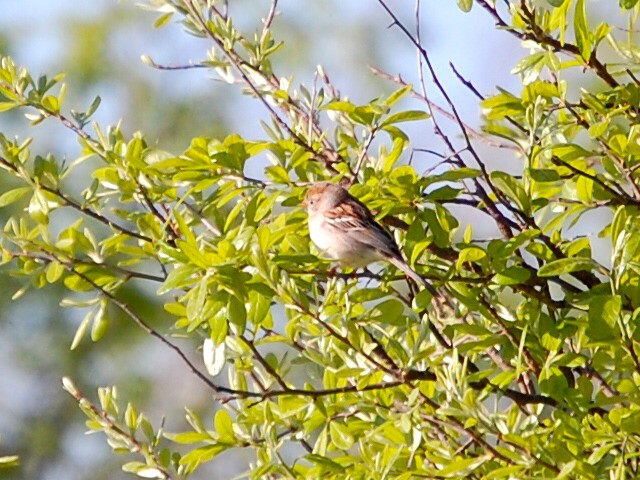 Field Sparrow - ML26479651