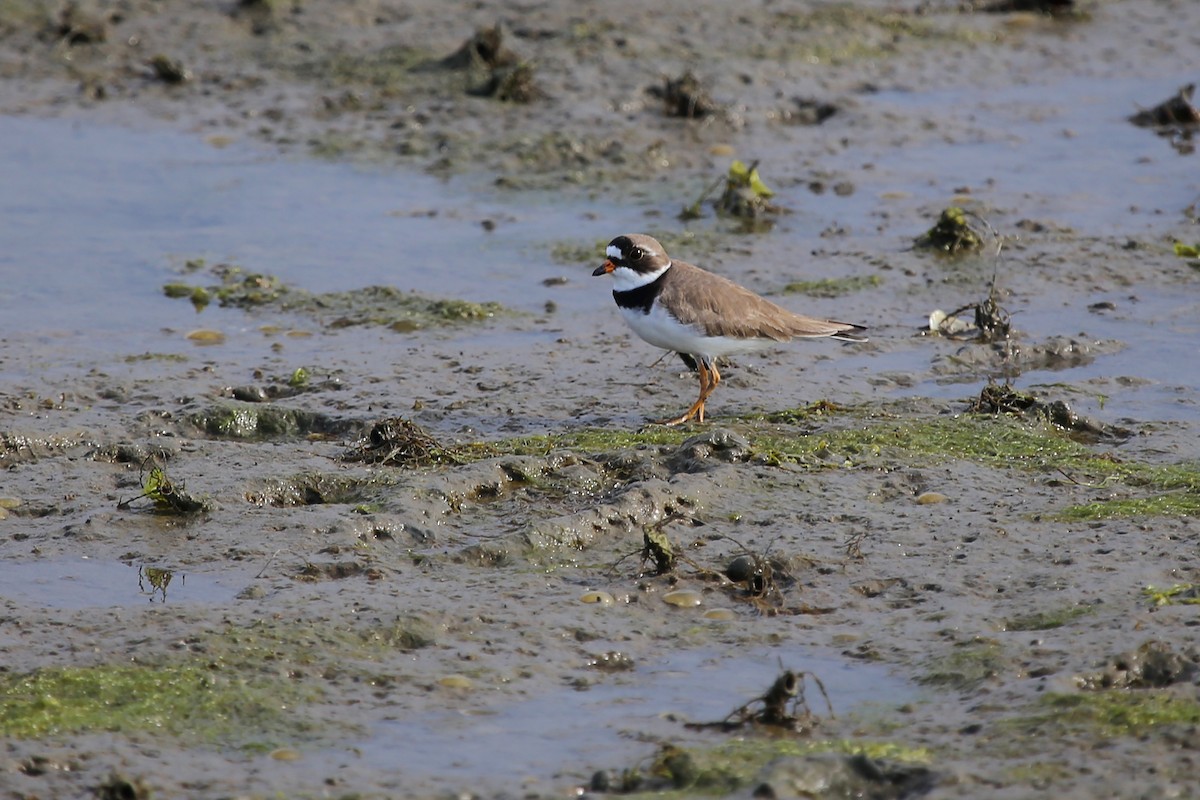 Semipalmated Plover - ML264798481