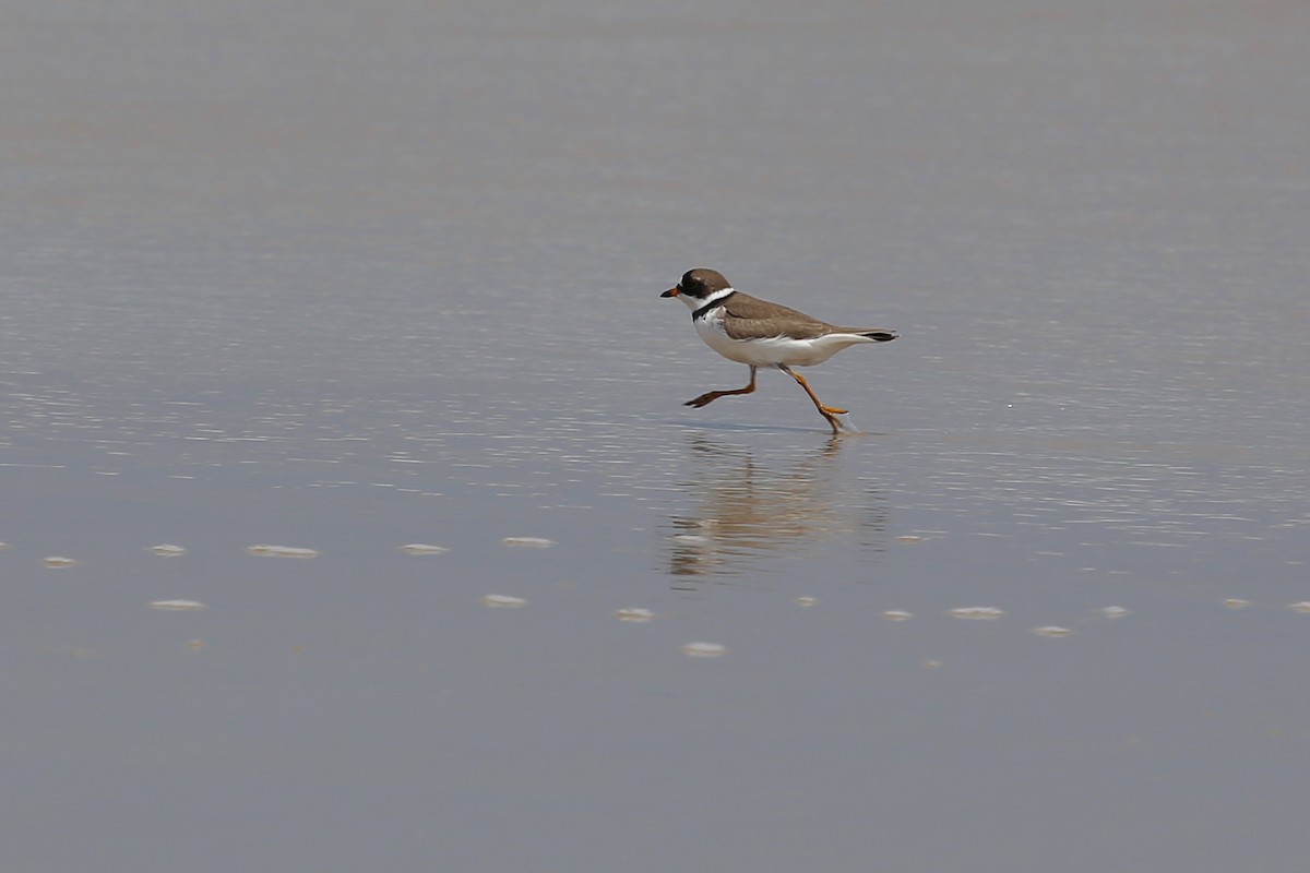 Semipalmated Plover - ML264800961