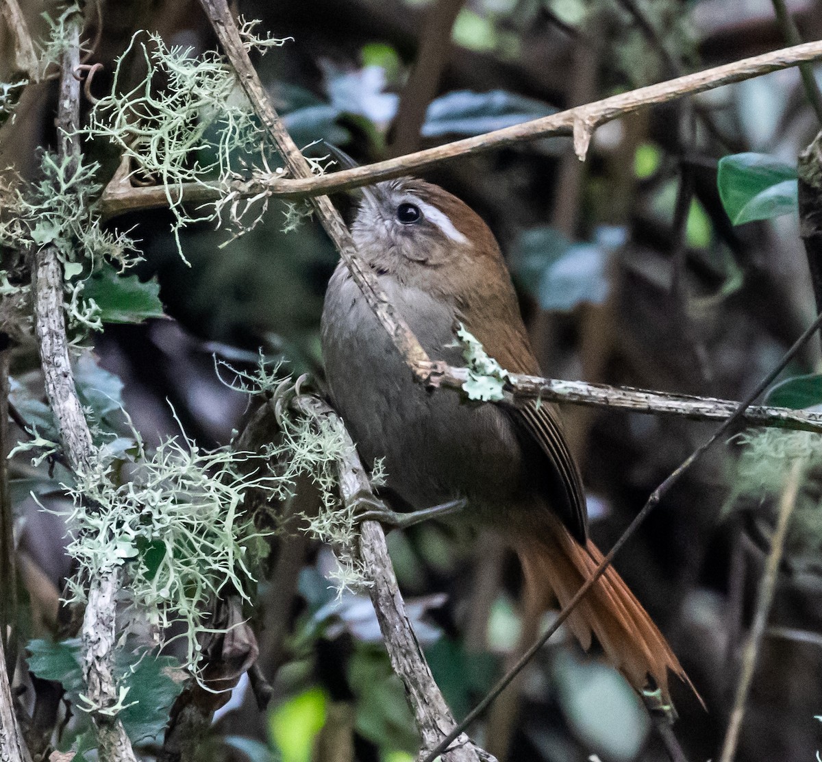 White-browed Spinetail - ML264801161