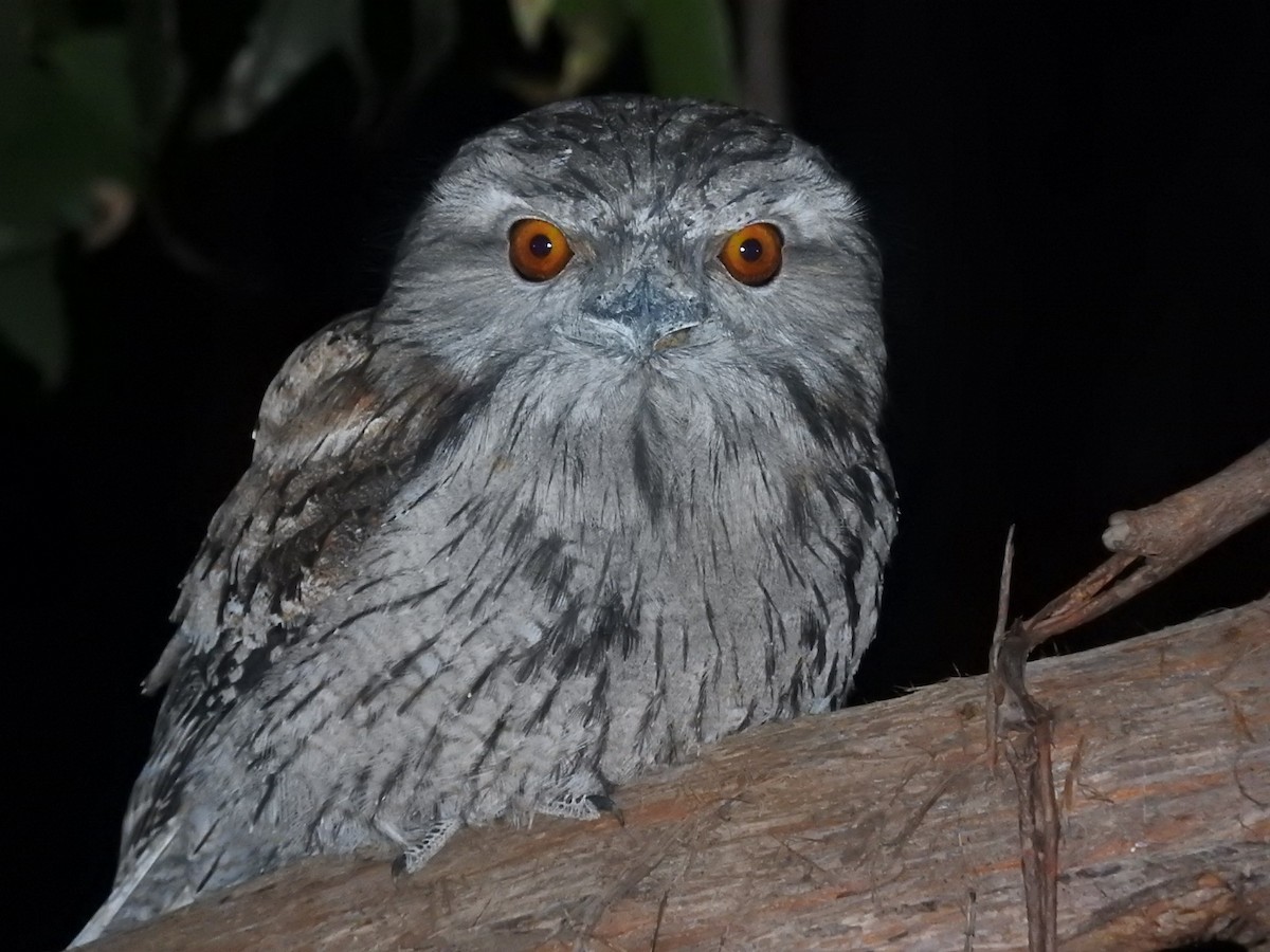 Tawny Frogmouth - George Vaughan
