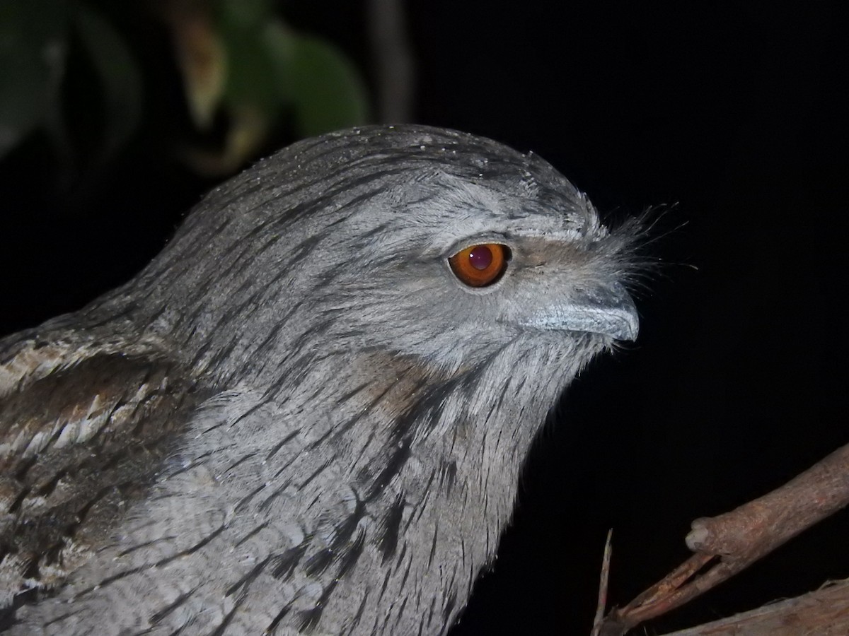 Tawny Frogmouth - George Vaughan