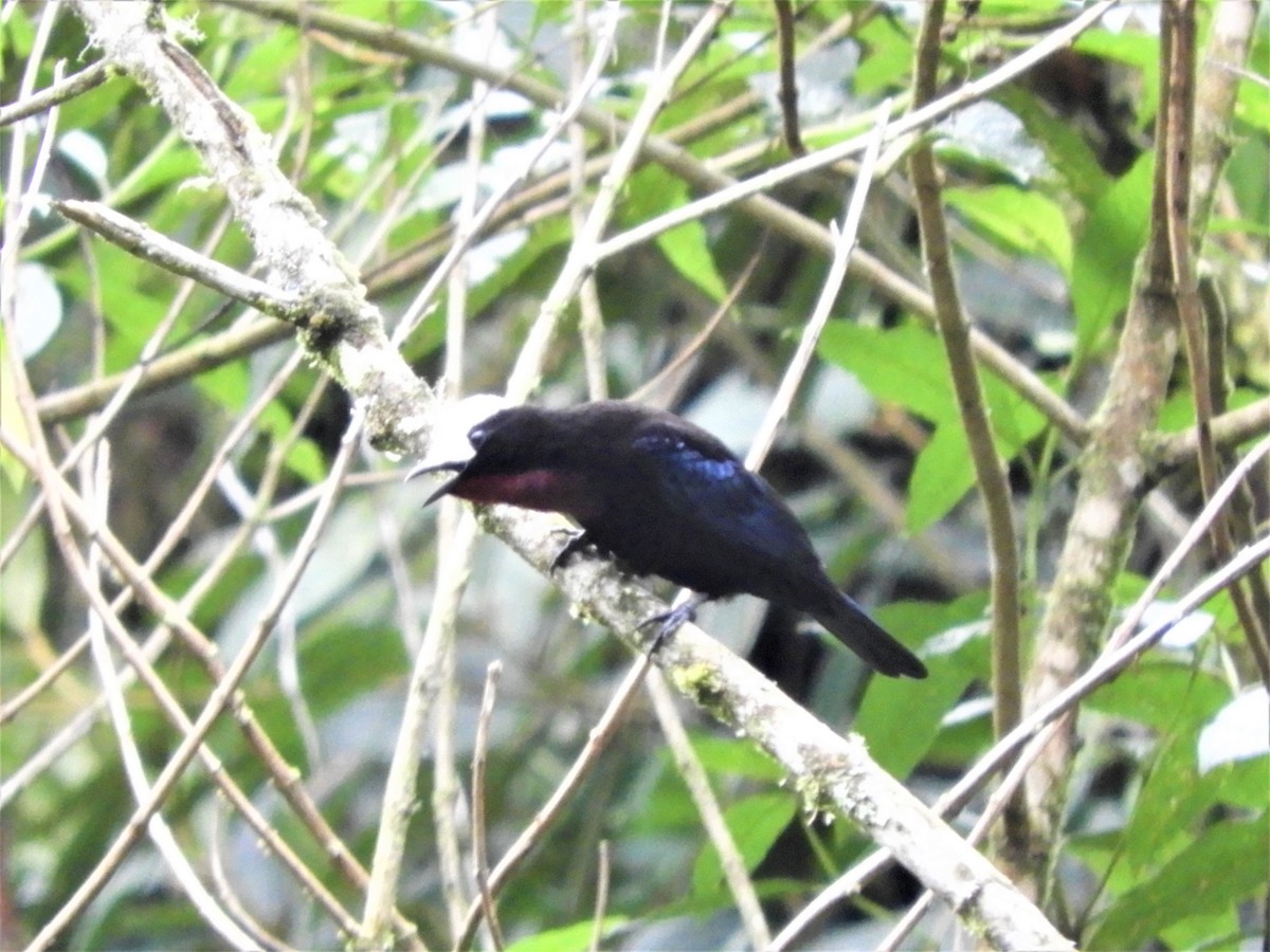 White-capped Tanager - ML264807621