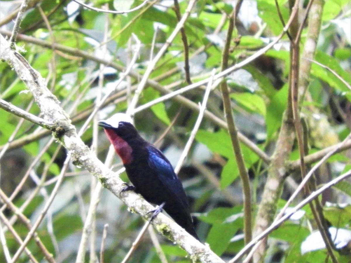 White-capped Tanager - ML264808701