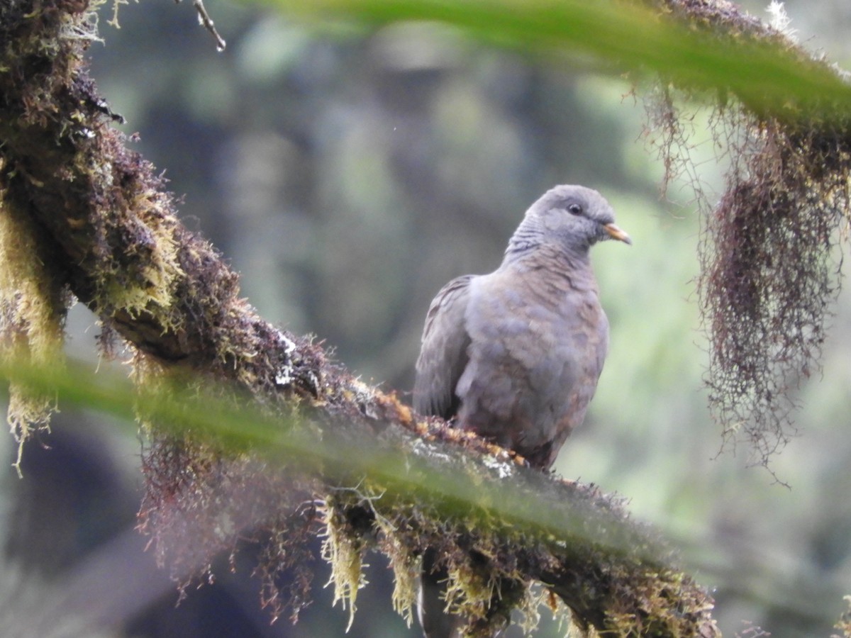 Band-tailed Pigeon - ML264808731