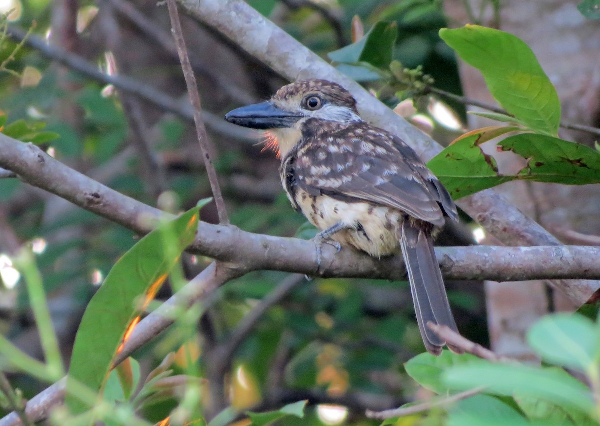 Two-banded Puffbird - ML26481461