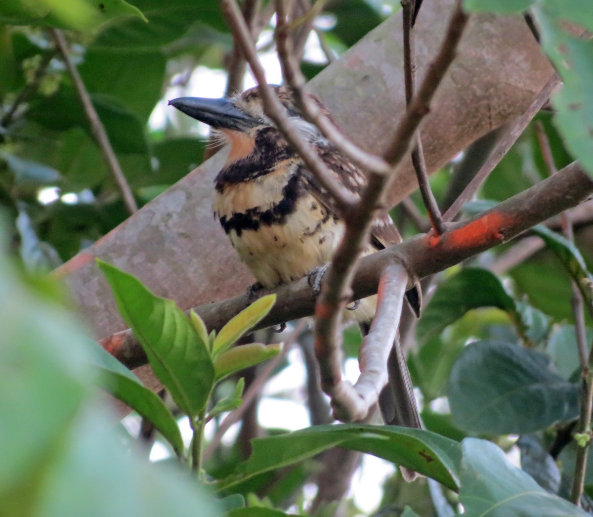 Two-banded Puffbird - ML26481471