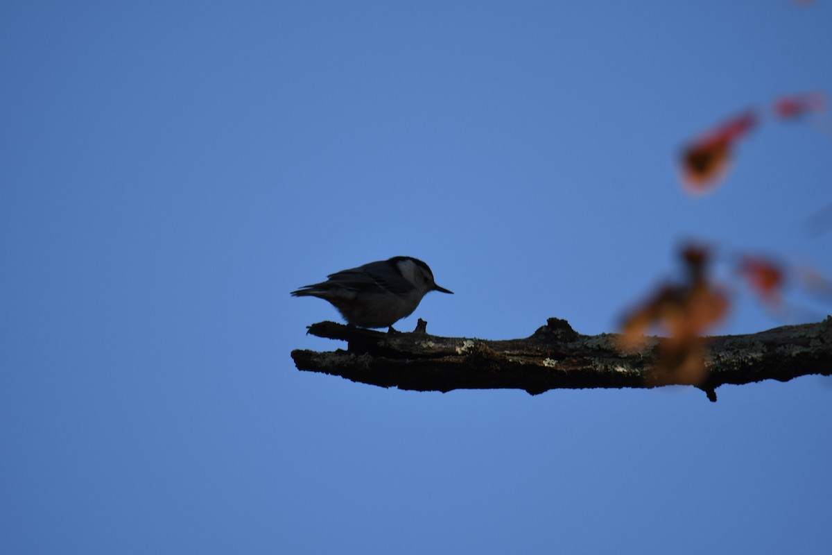 White-breasted Nuthatch - ML264817361