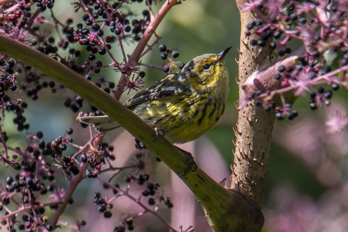 Cape May Warbler - ML264817551