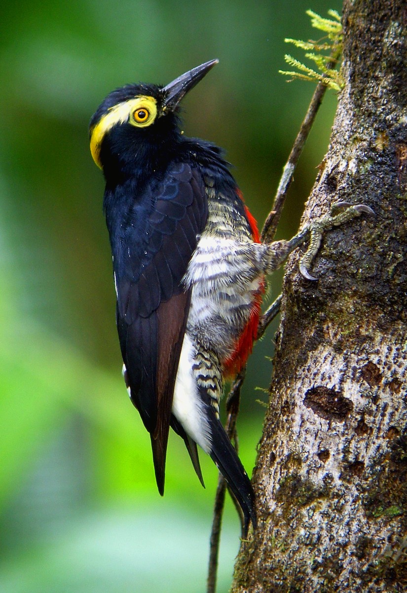 Yellow-tufted Woodpecker - ML264818011