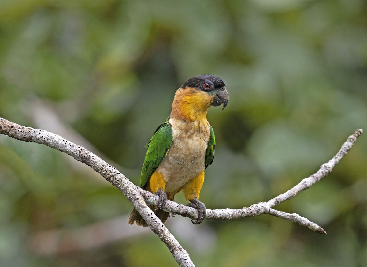 Black-headed Parrot - Jose Illanes