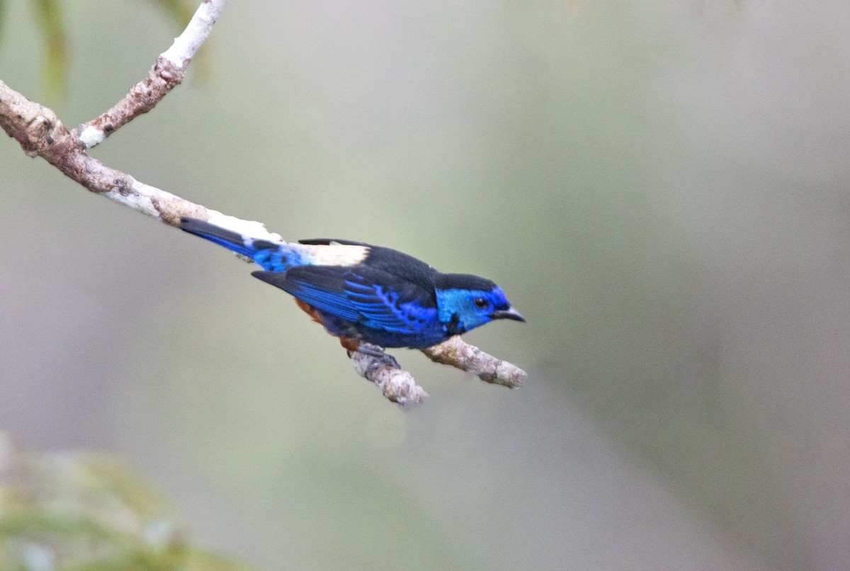 Opal-rumped Tanager (Opal-rumped) - ML264820011