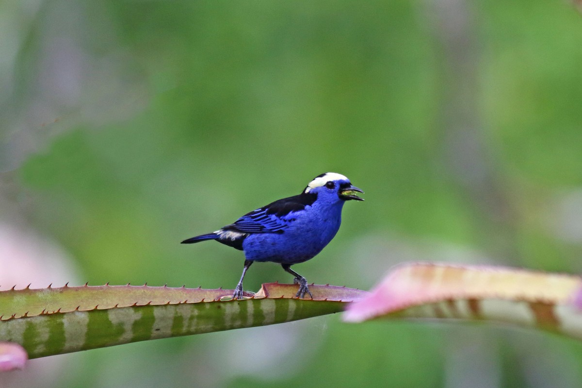 Opal-crowned Tanager - ML264824251