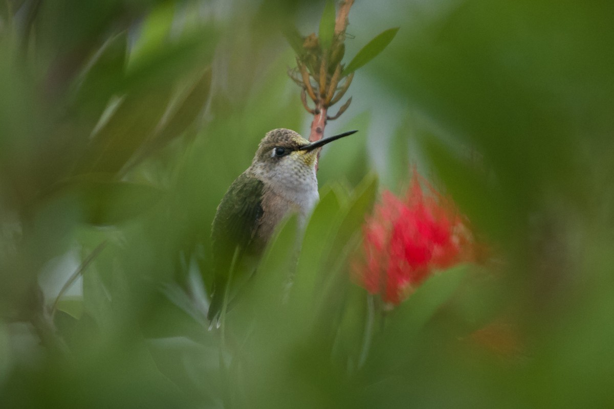 Black-chinned Hummingbird - Will Sweet