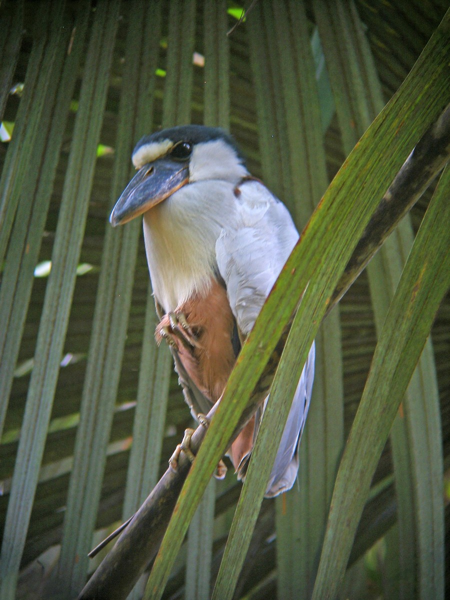 Boat-billed Heron (Southern) - Jose Illanes