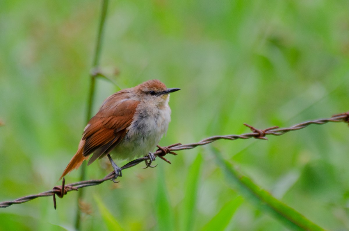 Yellow-chinned Spinetail - Marcos Eugênio Birding Guide