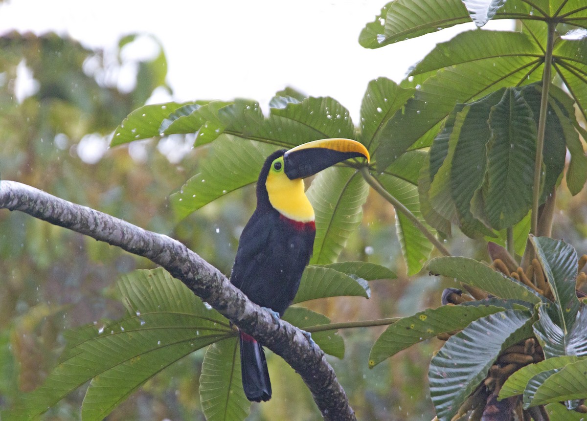 Yellow-throated Toucan (Black-mandibled) - Jose Illanes