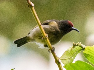  - Scarlet-naped Myzomela