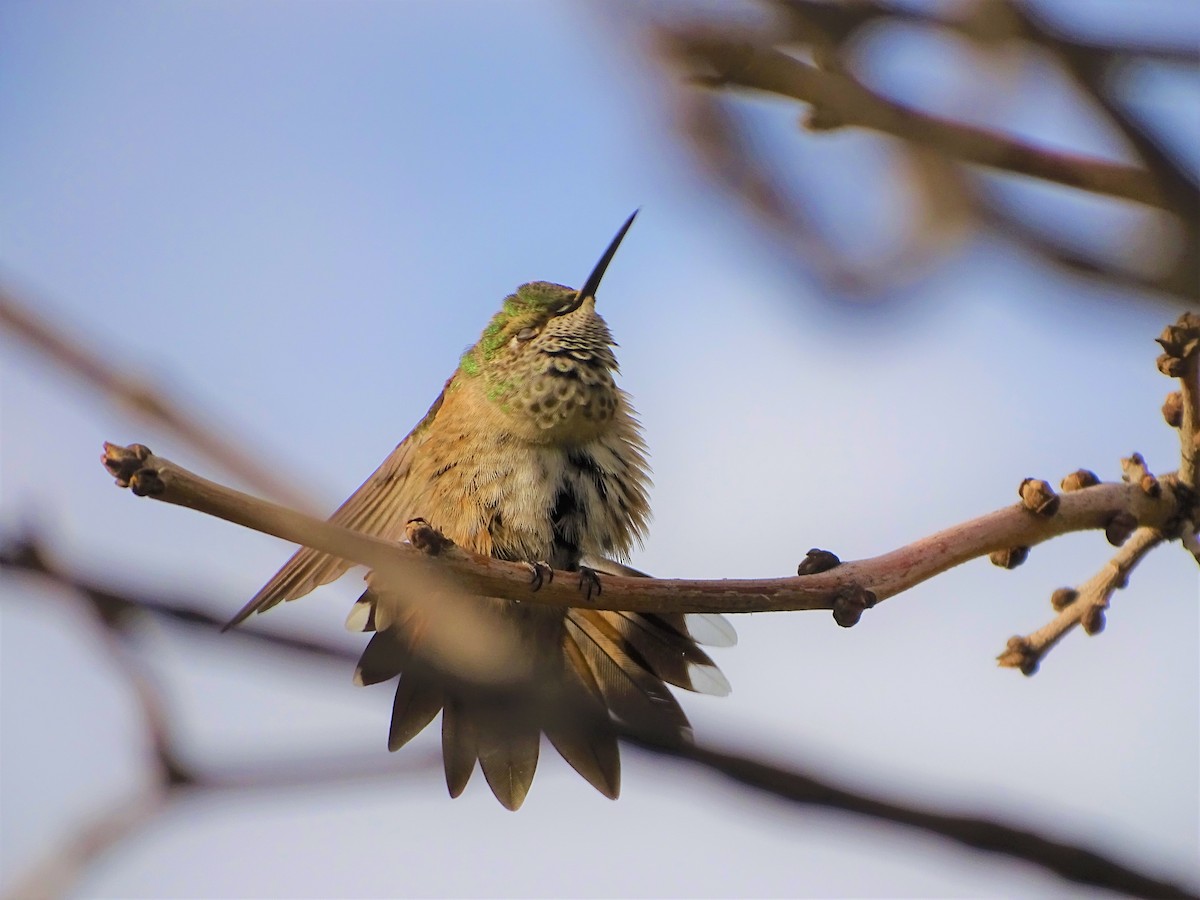 Broad-tailed Hummingbird - Kevin Williams