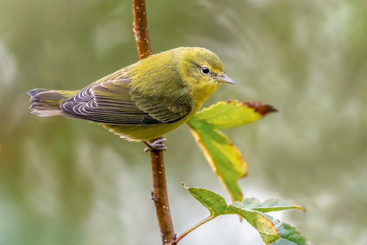 Tennessee Warbler - Brad Imhoff