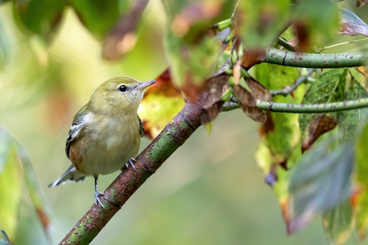 Bay-breasted Warbler - ML264840221
