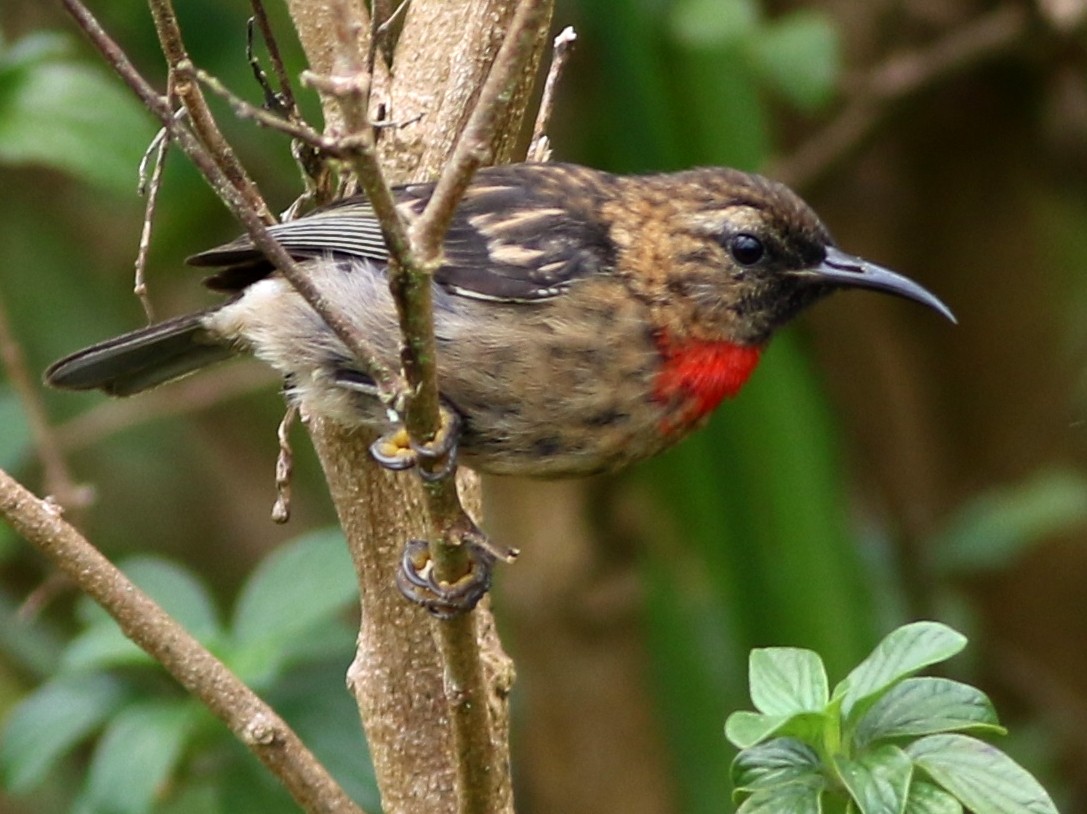Red-collared Myzomela - Chris Wiley