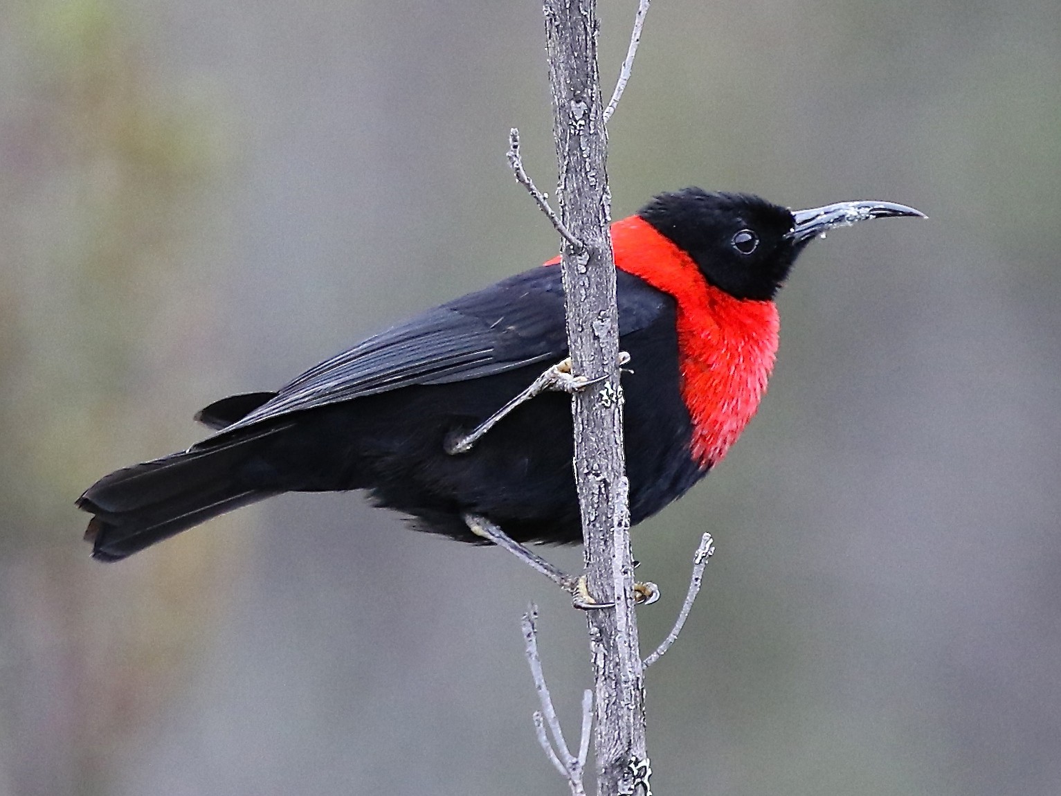 Redcollared Myzomela eBird