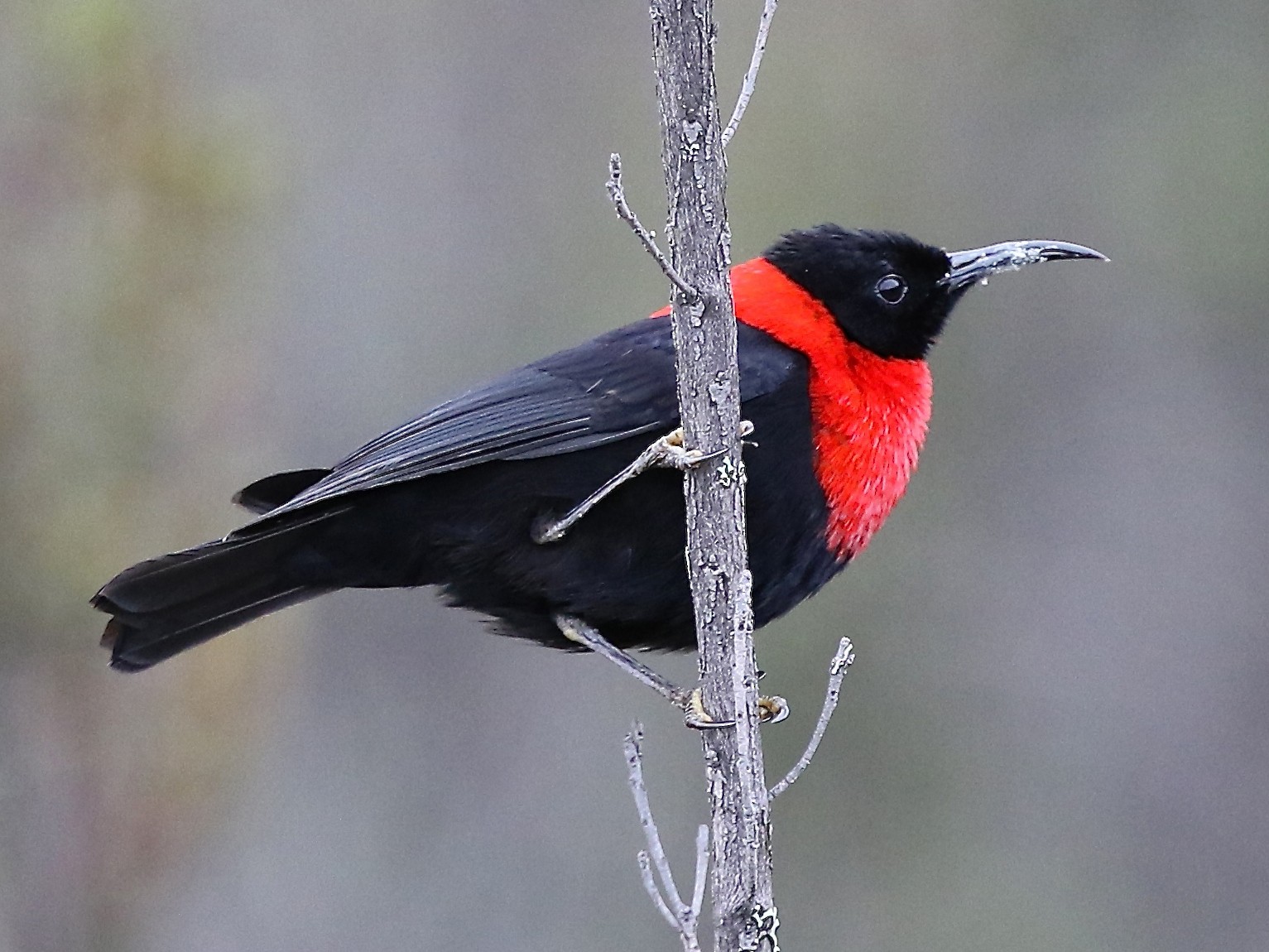 Red-collared Myzomela - Mark Sutton