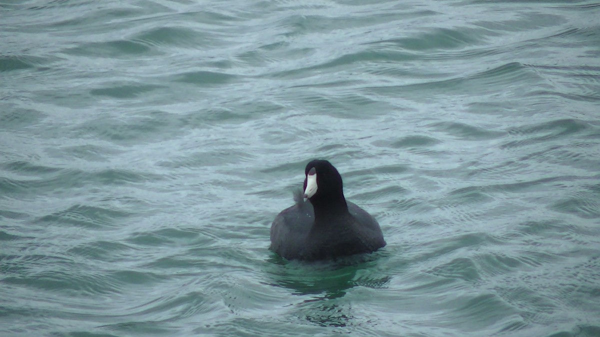 American Coot (Red-shielded) - ML26484141